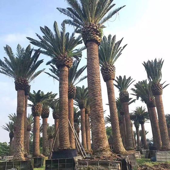 漳州加拿利海棗