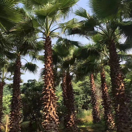漳州中東海棗